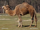Dromedar, Einhöckriges, Arabisches Kamel