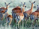 Impala, Impala-Antilope