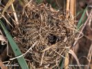 Zwergmaus (Nest)