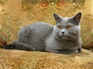 Britisch Kurzhar Katze - Farbe blau