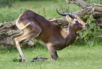 Weißnacken Moorantilope