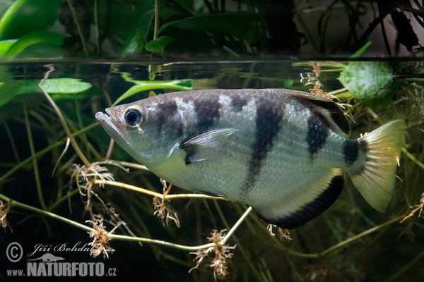 Gewöhnlicher Scgützenfisch (Toxotes jaculatrix)