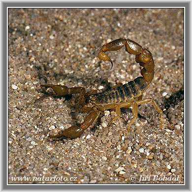 http://www.naturfoto.cz/bilder/andere/skorpion-2620.jpg