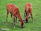 Sitatunga antelope