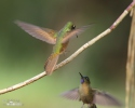 Fahlschwanzkolibri