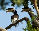 Malabar Hornvogel