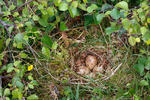 Flussuferläufer - Nest