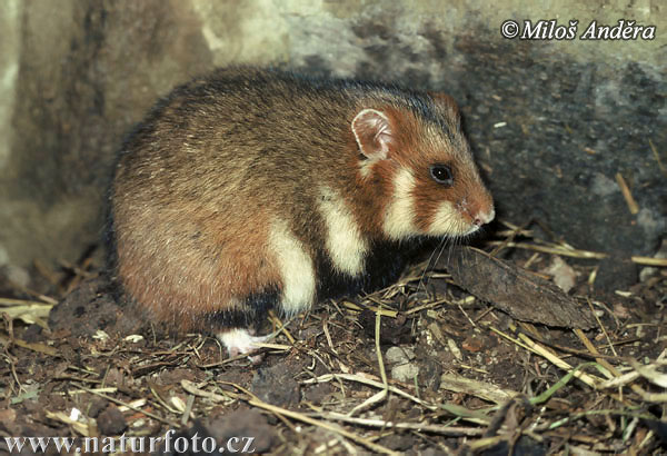 http://www.naturfoto.cz/fotografie/andera/krecek-polni-3810.jpg http://www.naturfoto.cz/fotografie/andera/krecek-polni-3810.jpg
