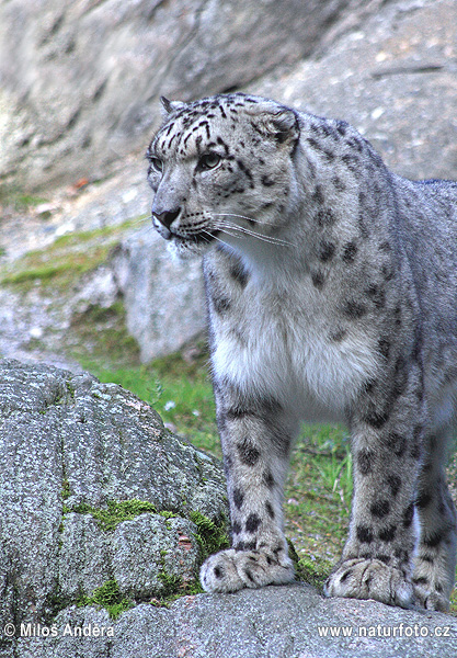 Leopard snežný (Panthera uncia)