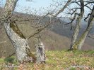 Frček menší (Allactaga elater) Frček menší (Allactaga elater)
