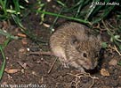 Hraboš polní (Microtus arvalis) Hraboš polní (Microtus arvalis)