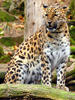 Levhart mandžuský (Panthera pardus orientalis)