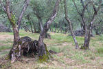 Olivovník evropský