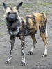 Pes hyenový (Lycaon pictus)