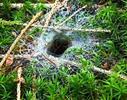 Punčoškář zemní, ústí nory s pavučinou (Coelotes terrestris)