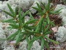 Rojovník bahenní (Ledum palustre)