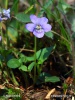 Violka lesní (Viola reichenbachiana)