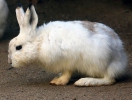 Zajac belák