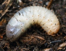 Zlatohlávek (larva)