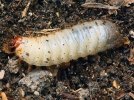 Zlatohlávek (larva)