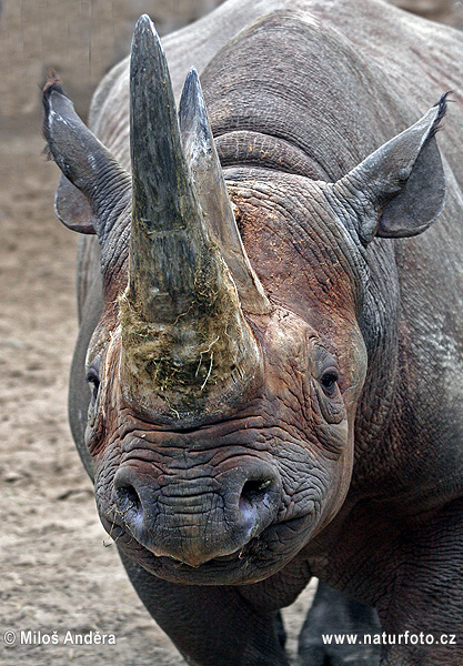 Nosorožec ostronosý (Diceros bicornis)