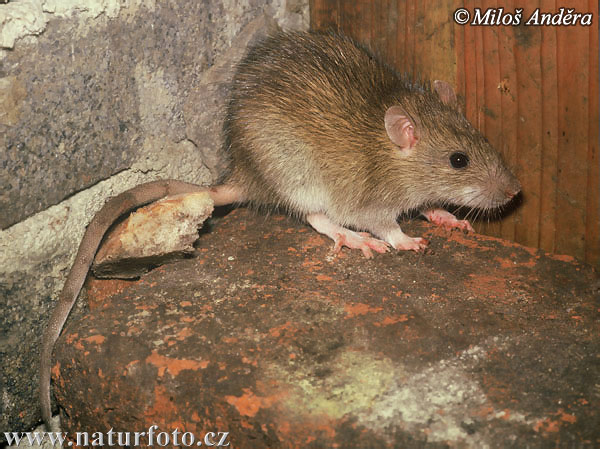 Potkan hnedý (Rattus norvegicus)