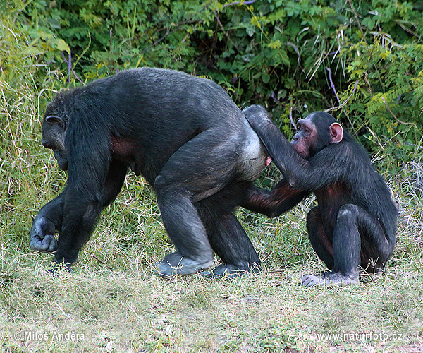 Šimpanz učenlivý (Pan troglodytes)