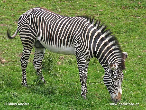 Zebra Grévyho (Equus grevii)