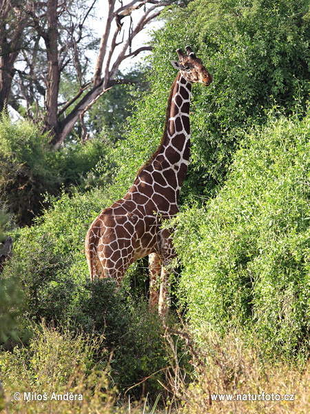 Žirafa štíhla sieťovaná (Giraffa camelopardalis reticulata)