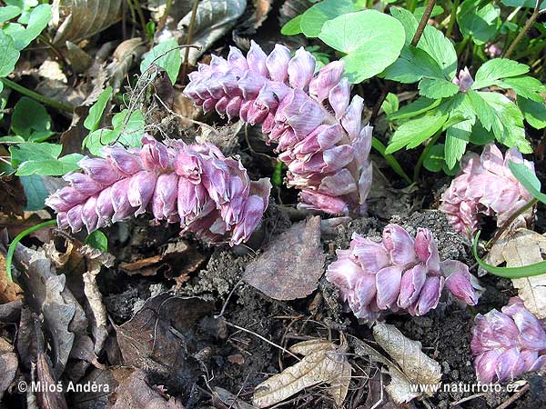 Zubovník šupinatý (Lathraea squamaria)