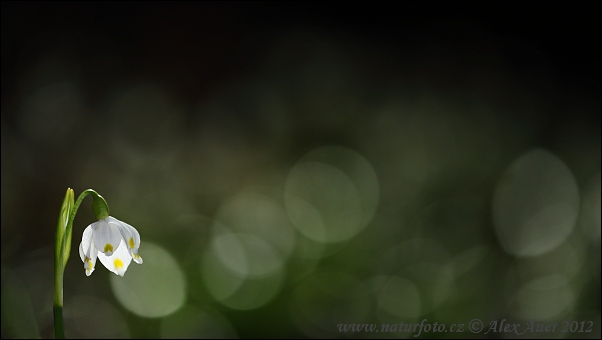 Bleduľa jarná (Leucojum vernum)