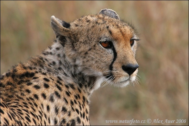 Gepard štíhlý (africký) (Acinonyx jubatus)