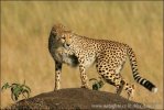 Gepard štíhlý (africký) (Acinonyx jubatus)