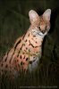 Serval stepní (Leptailurus serval)