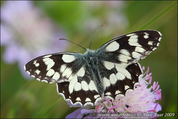 Očkáň timotejkový (Melanargia galathea)