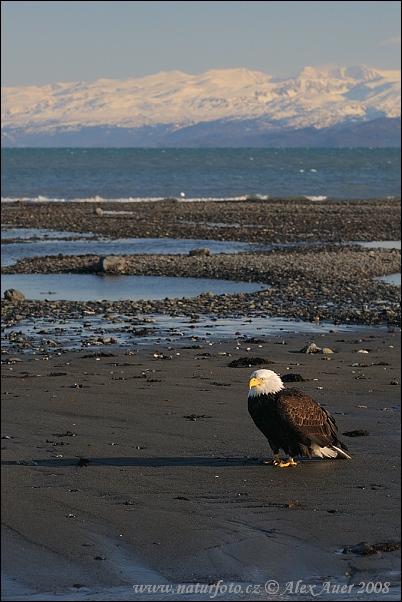 USA - Aljaška (Alaska, USA)
