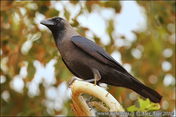 Vrana lesklá (Corvus splendens)