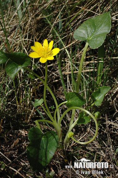 Blyskáč záružľolistý (Ficaria calthifolia)