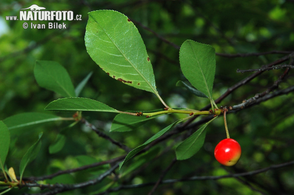 Čerešňa krovitá (Prunus fruticosa)