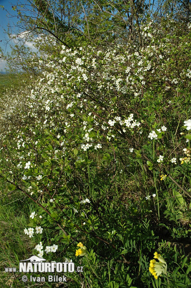 Čerešňa krovitá (Prunus fruticosa)