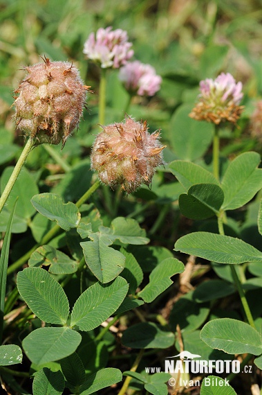 Ďatelina jahodovitá (Trifolium fragiferum)