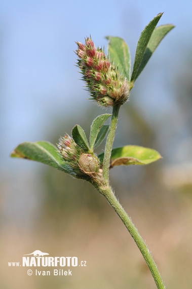 Ďatelina pruhovaná (Trifolium striatum)