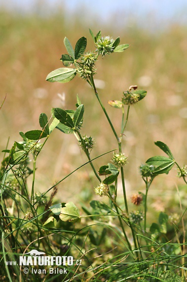 Ďatelina tupolistá (Trifolium retusum)