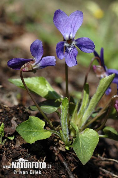 Fialka srstnatá (Viola hirta)
