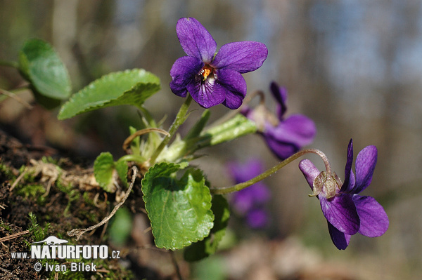 Fialka voňavá (Viola odorata)