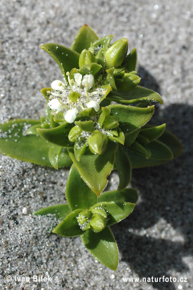 Honckenya peploides (Honckenya peploides)