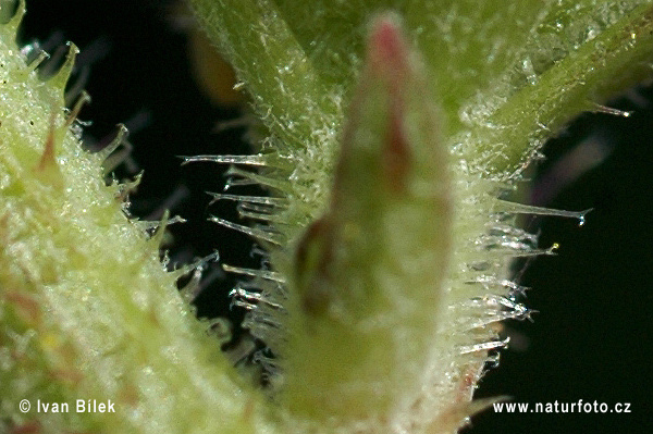 Horčík jastrabníkovitý (Picris hieracioides)