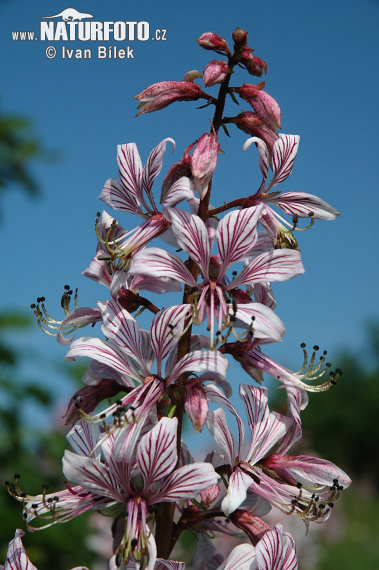 Jasenec biely (Dictamnus albus)