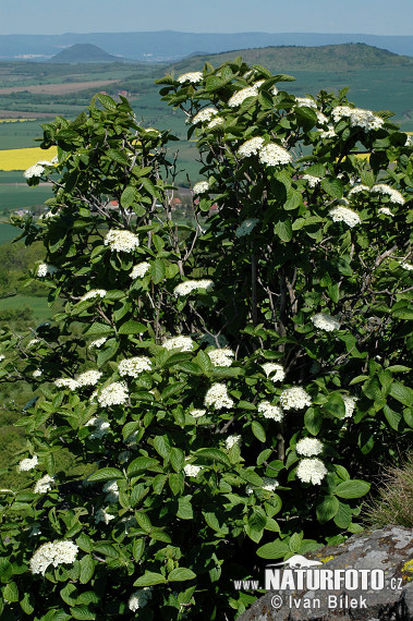 Kalina siripútková (Viburnum lantana)