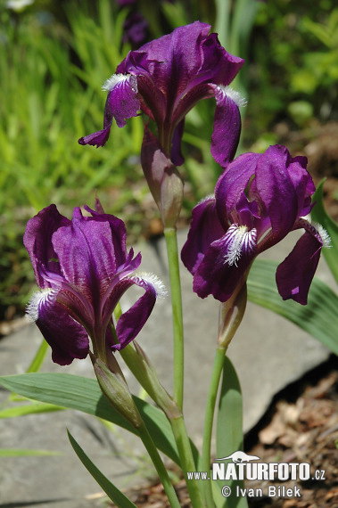 Kosatec bezlistý (Iris aphylla)